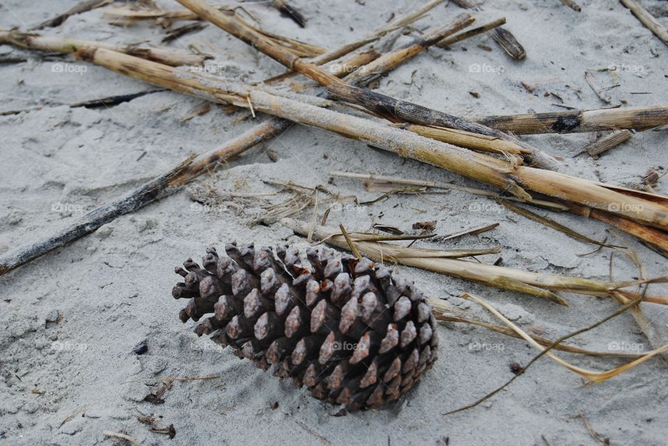 Close-up of pine cone on beach