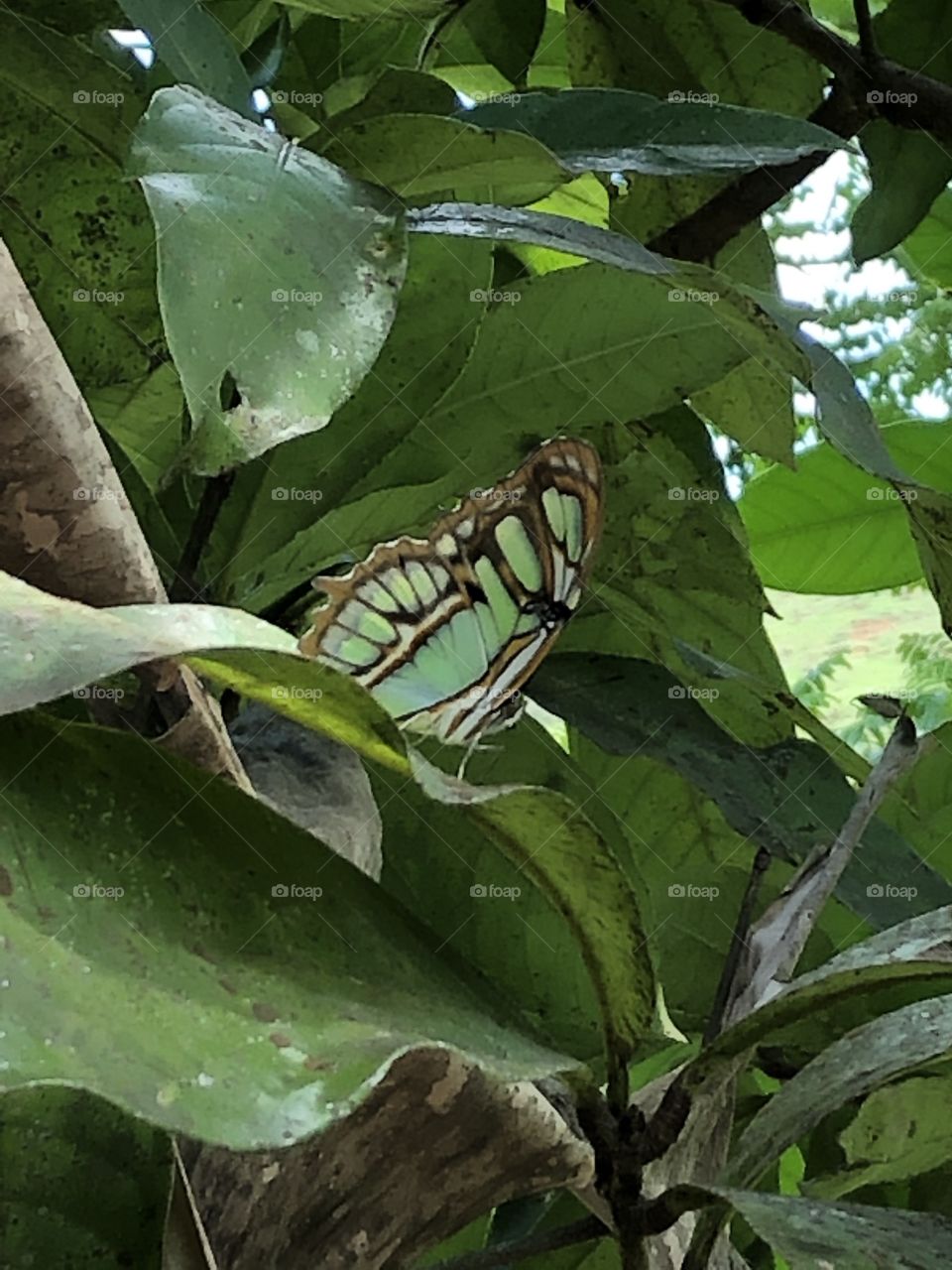 Borboleta verde