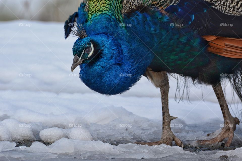 Peacock in the snow