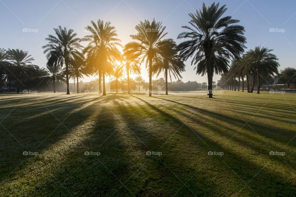 Sunrise in the park