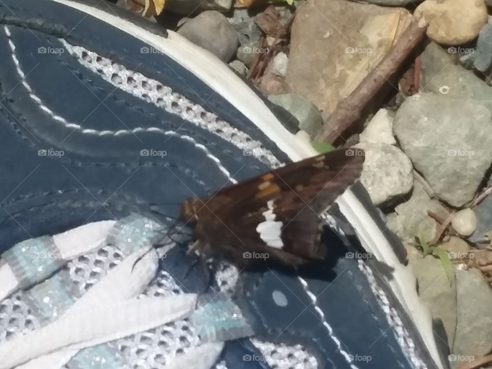 Butterfly on a shoe