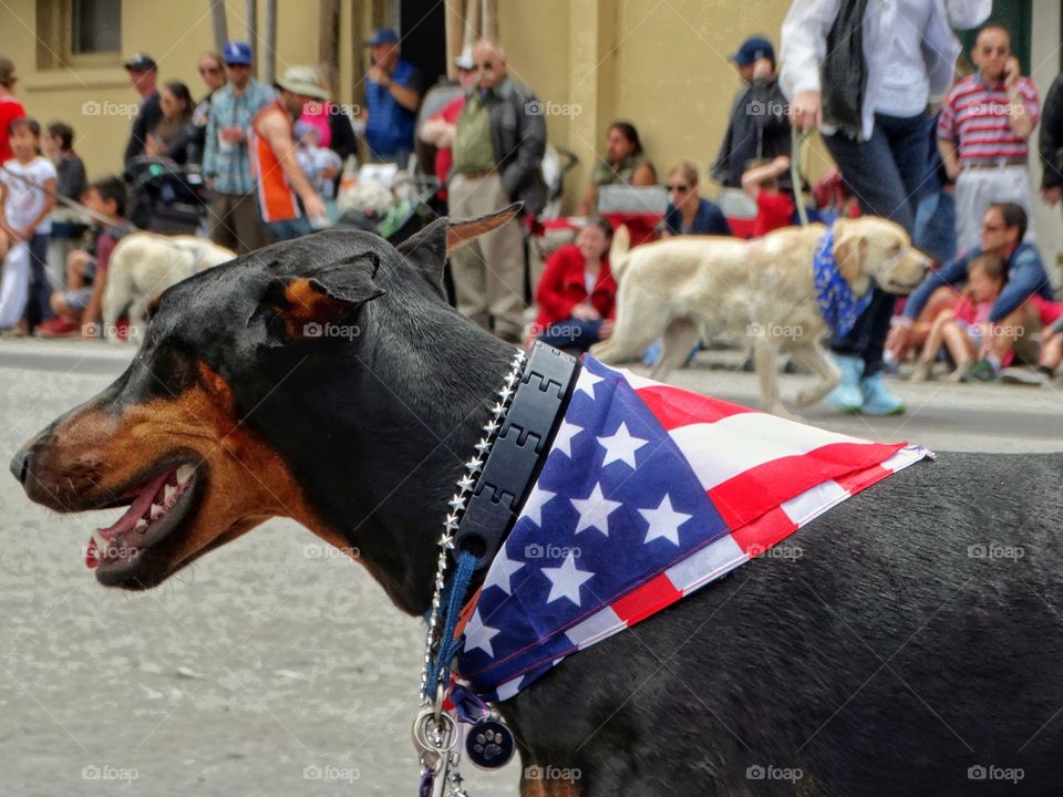 American Dog