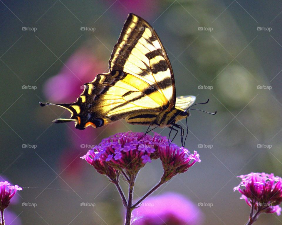 Butterfly on flower