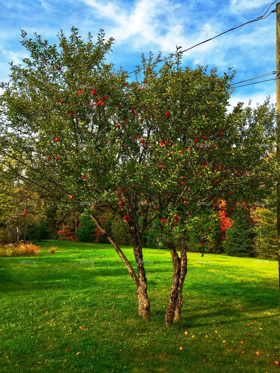 I love  my apple tree 