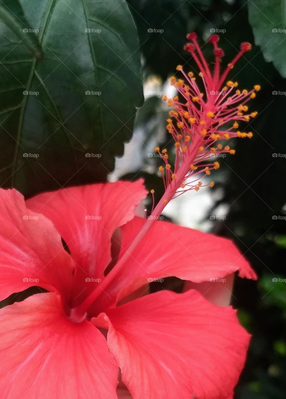 red hibiscus