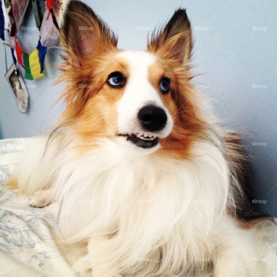 Sheltie smiles