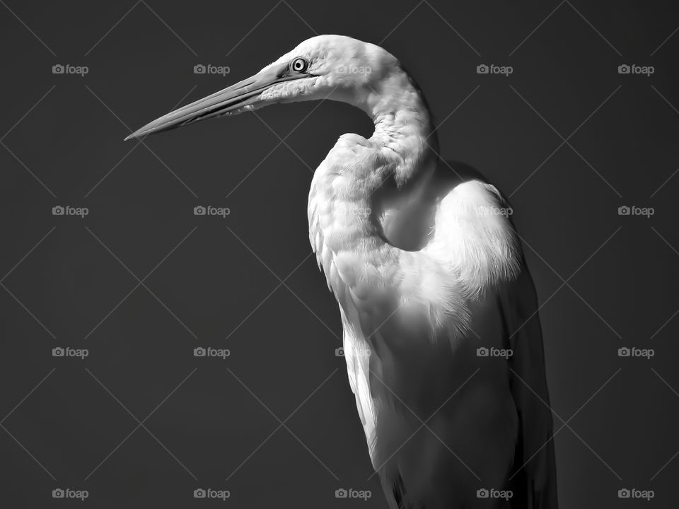 Great Egret Portrait