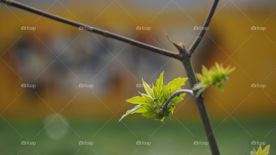 Nature, Leaf, No Person, Growth, Outdoors