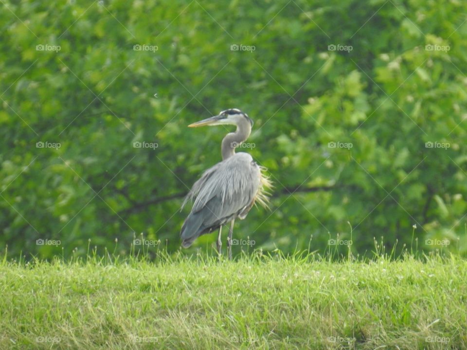 Heron