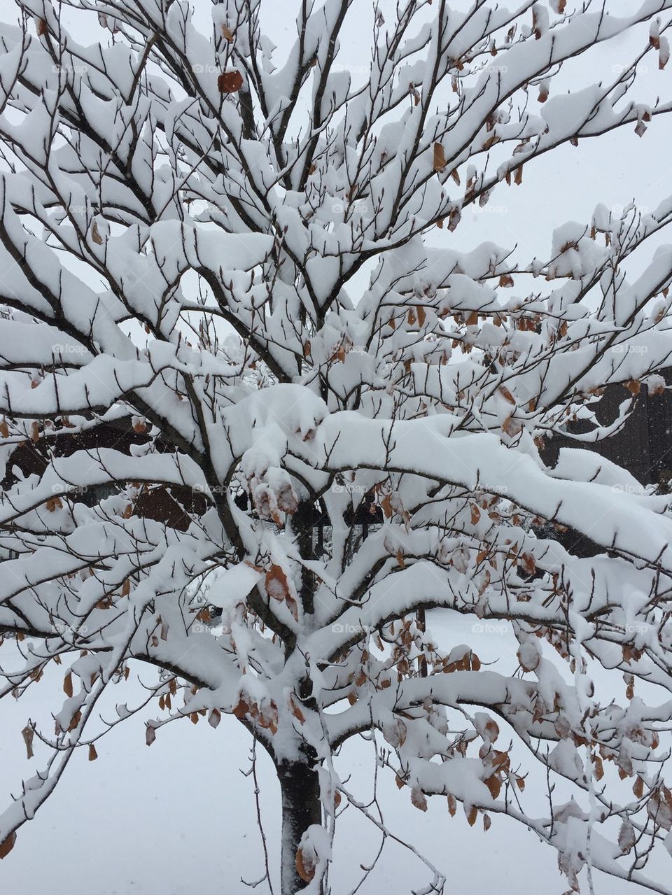 Branches covered in snow