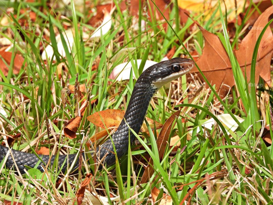 Urban Nature: Wildlife - Black Racer Snake - Due to their size, black racers can and do eat all sorts of critters — even other snakes! They also eat lizards, frogs, and of course rodents