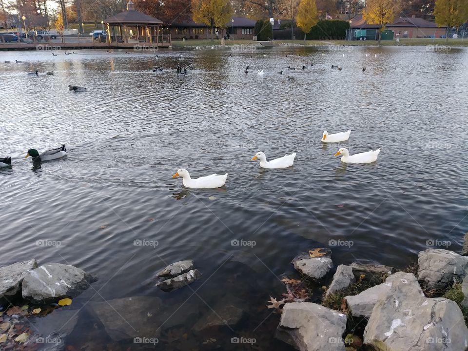 Water, Lake, River, Duck, Bird