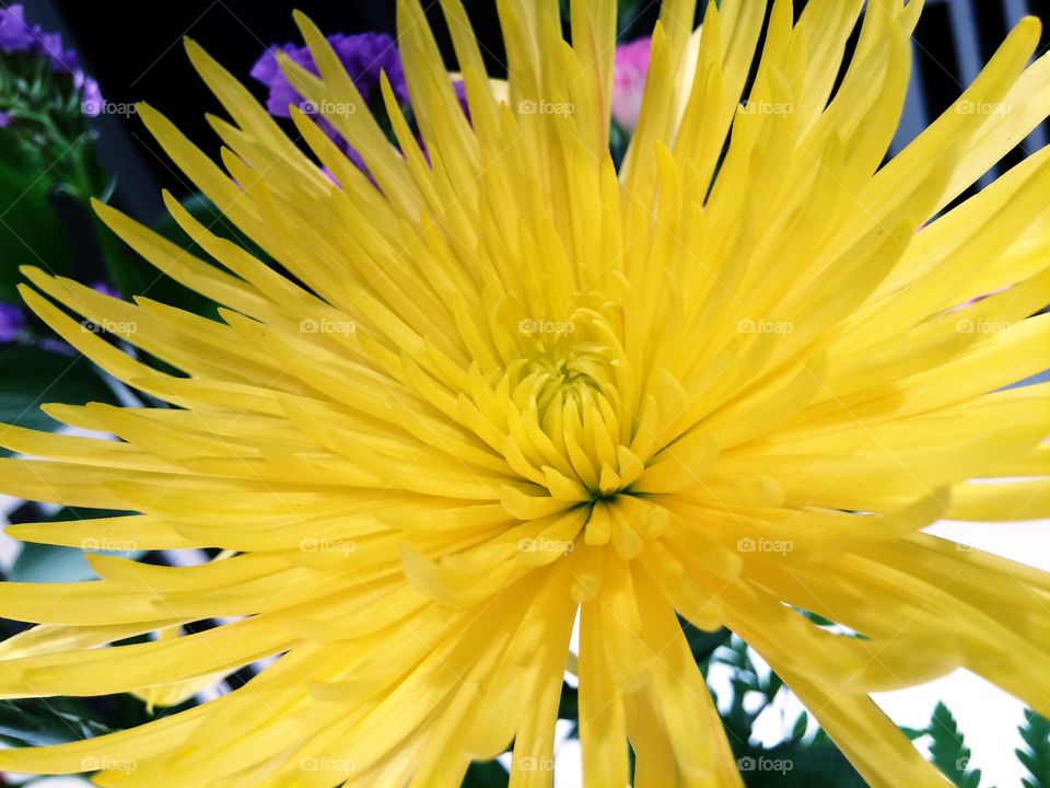 Yellow chrysanthemum 
