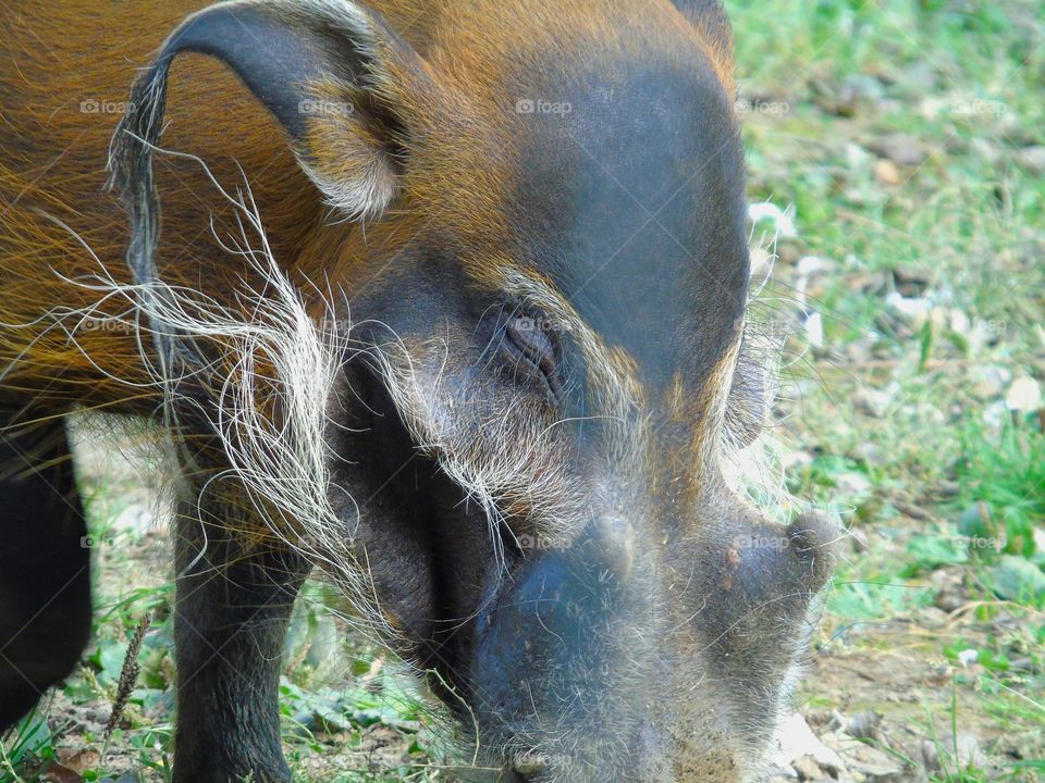 The red river hog, closeup, Africa Alive, UK