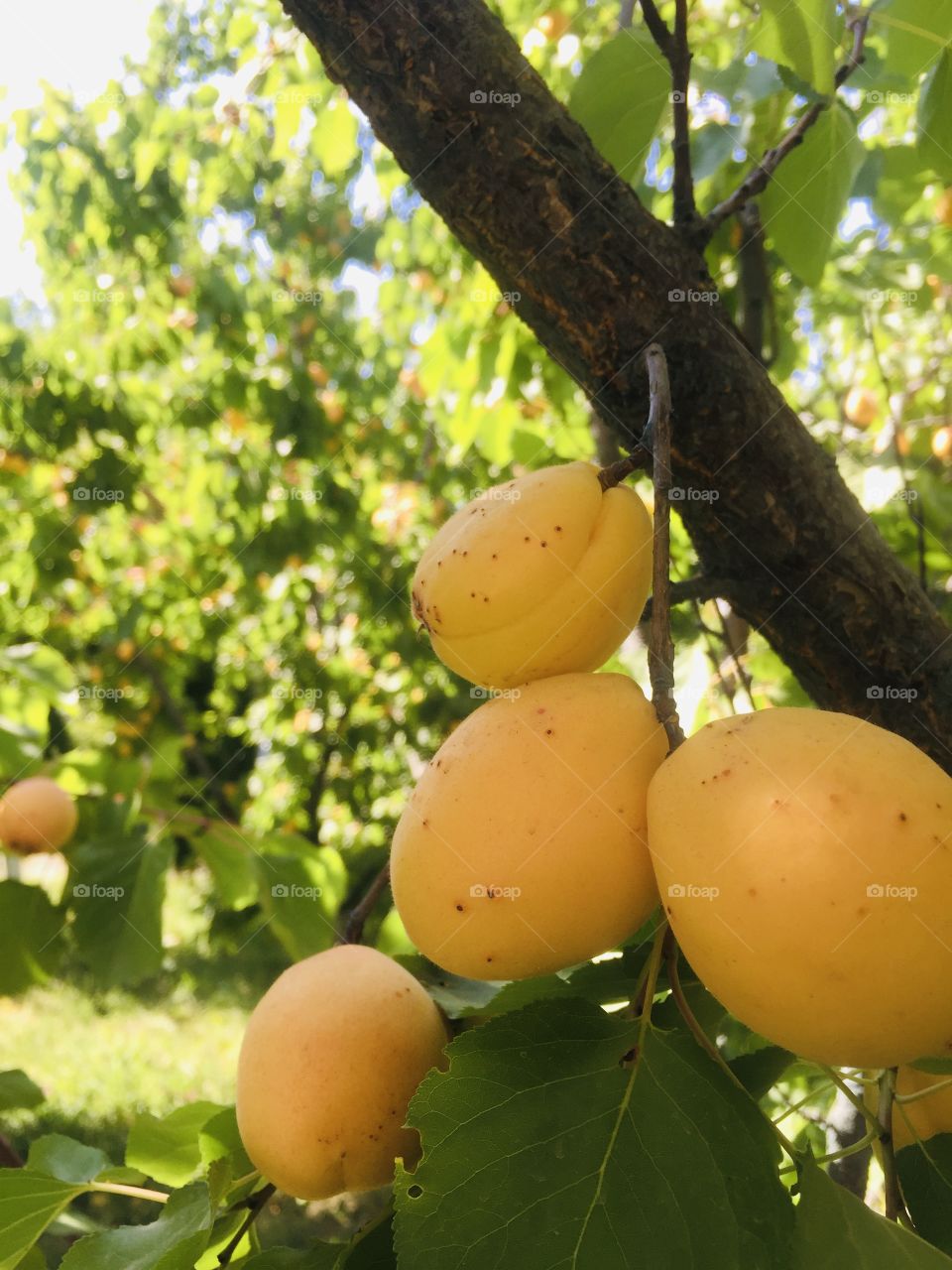 Apricots 