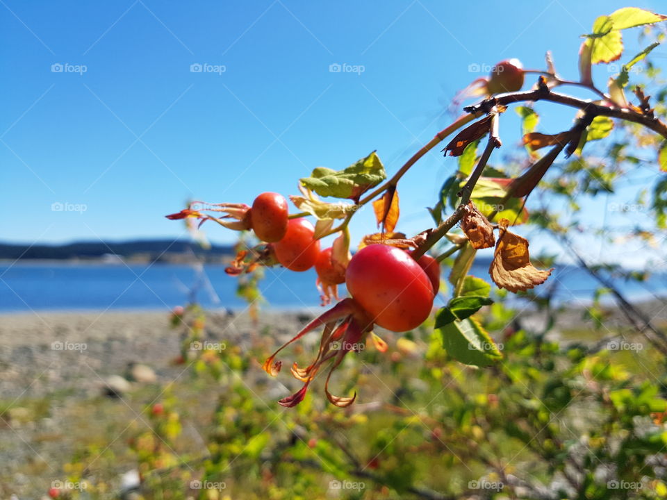Vancouver Island native