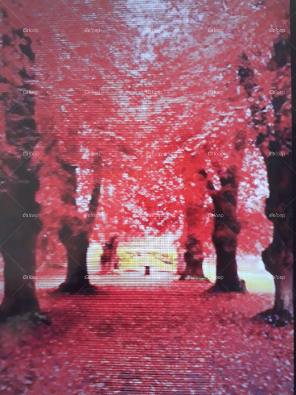 When nature shows its strength Park full of trees with falling leaves and covering the ground with red leaves