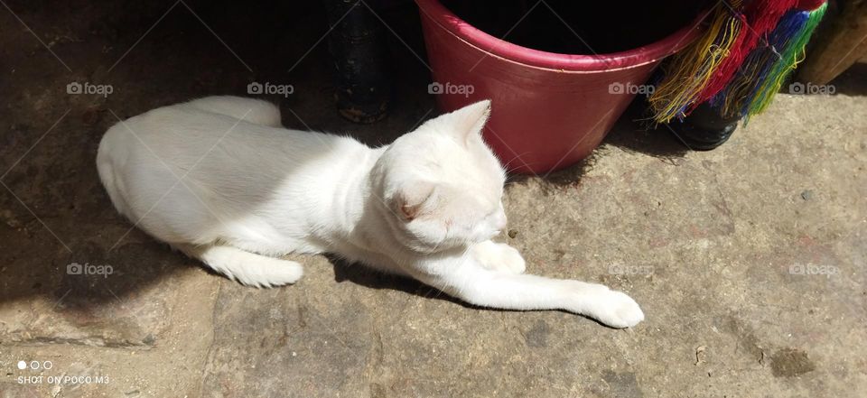 beautiful sleepy white cat.