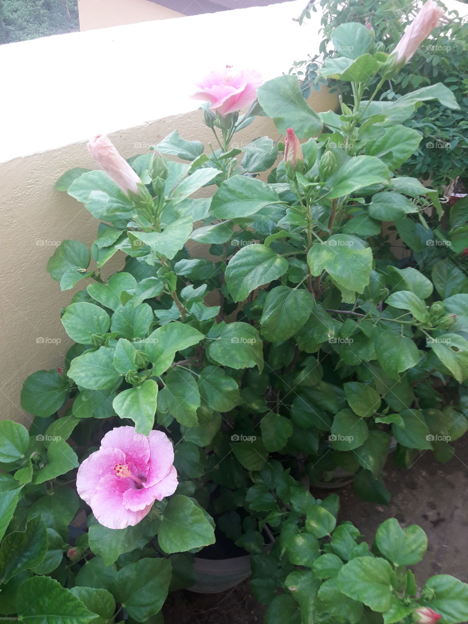 hibiscus plant