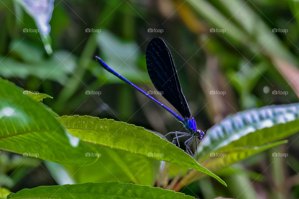 Beautiful blue dragonfly.