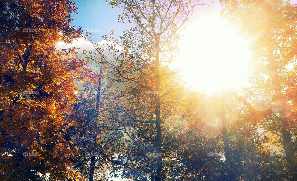 Autumn trees & light