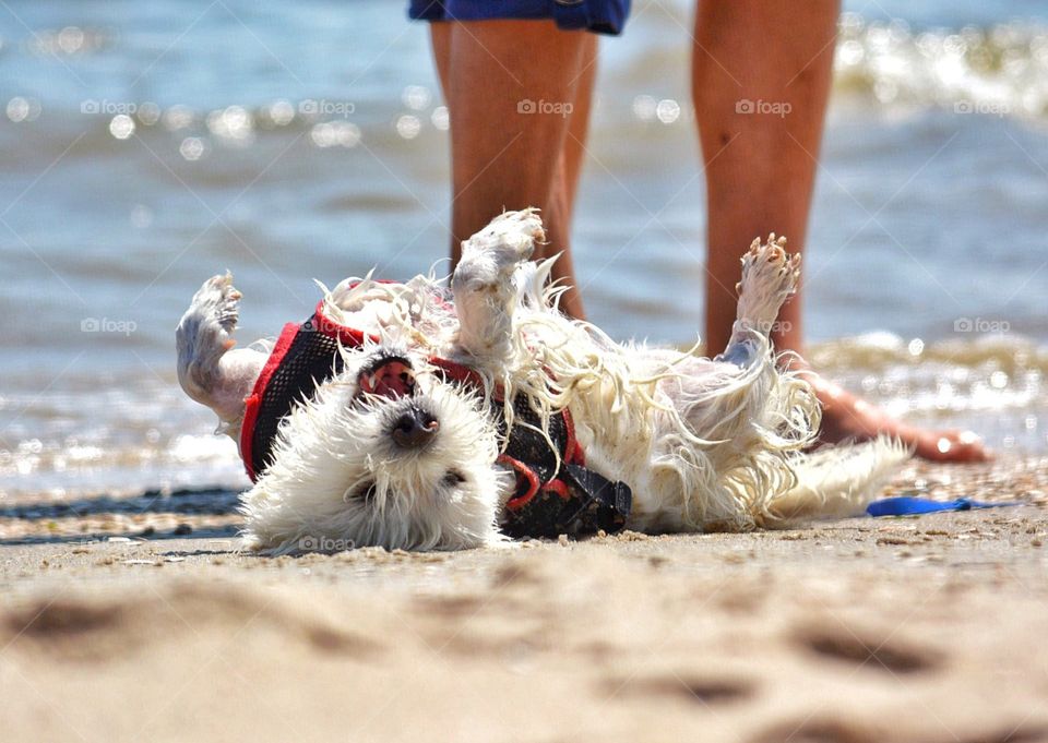 Cute dog enjoying the beach