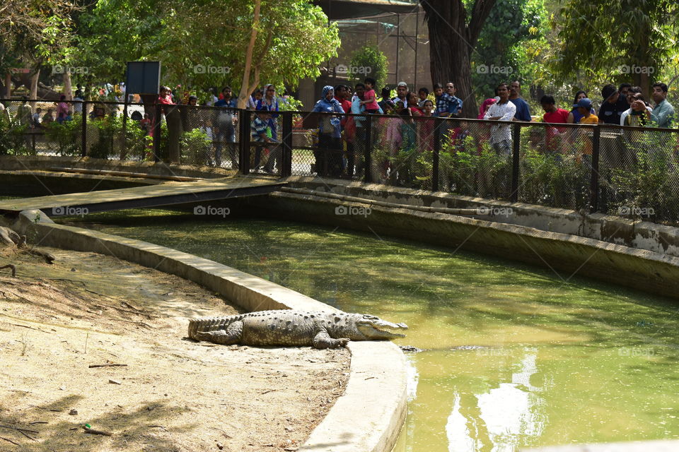 crocodiles in zoo  watching all peoples