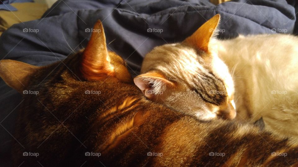 Cat, Sleep, Pet, Mammal, One