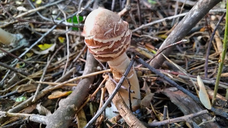 mushroom among twigs