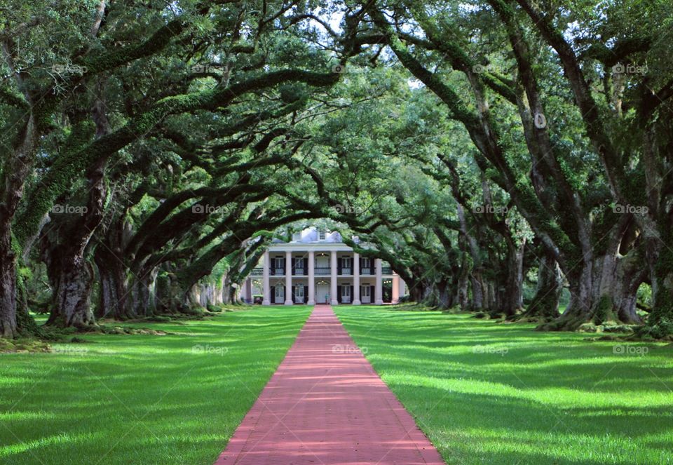 Tree, Park, Garden, Grass, Lawn