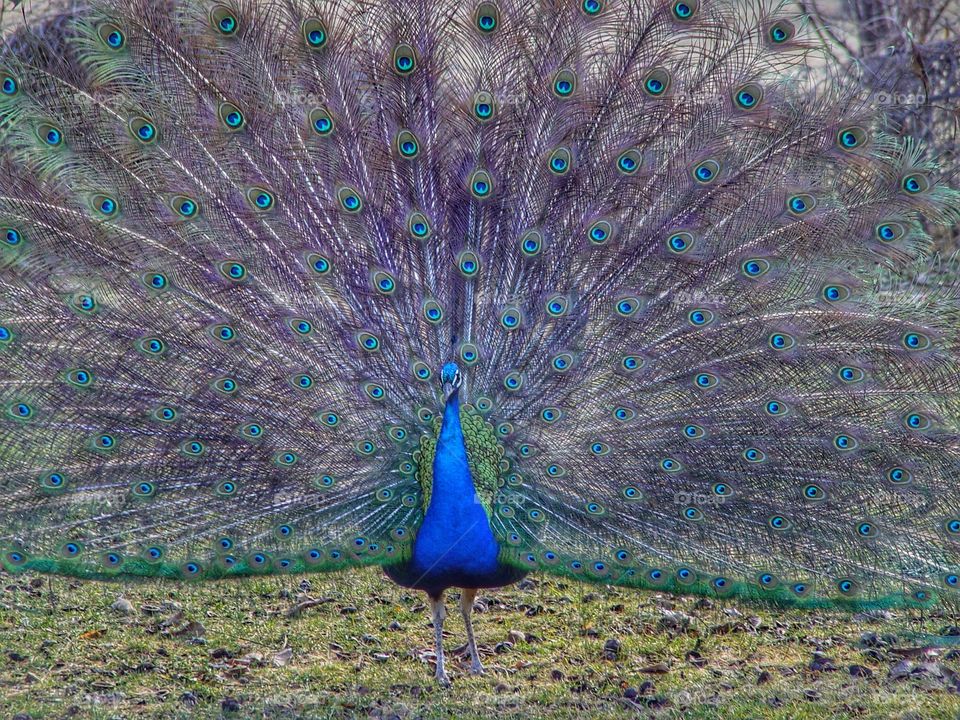 Portrait of a peacock preening