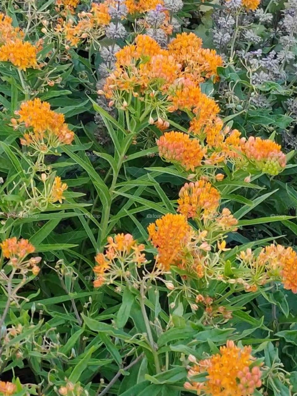 Spring is coming || The spring season begins