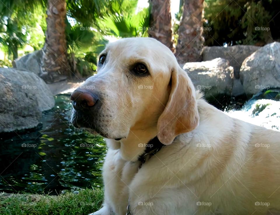 Portrait of a Yellow Lab