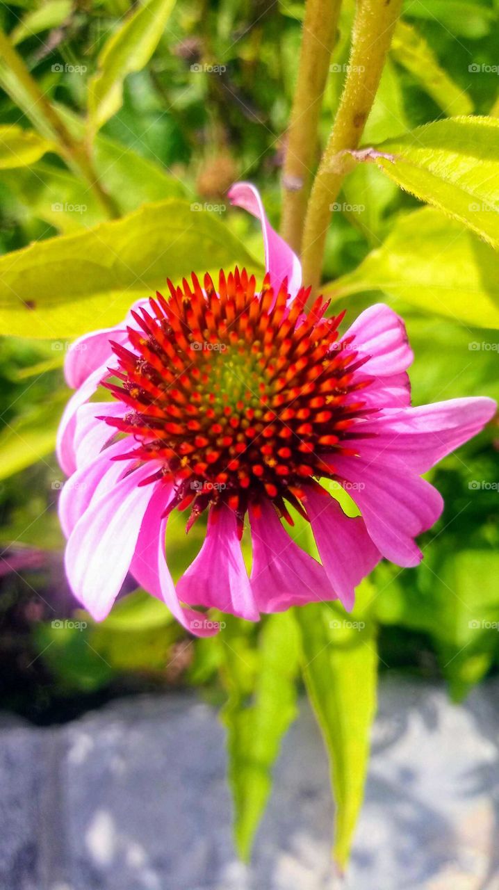 mountian flower