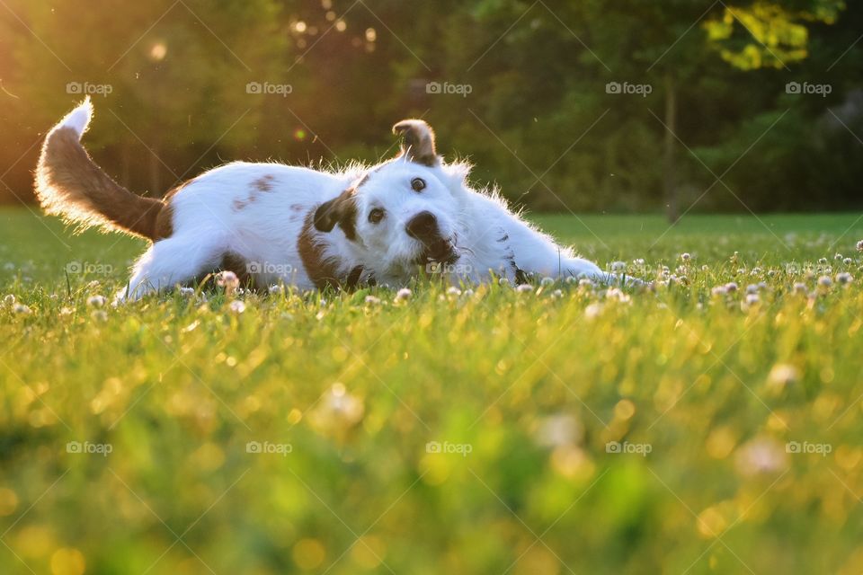 Cute dog playing in field of grass 