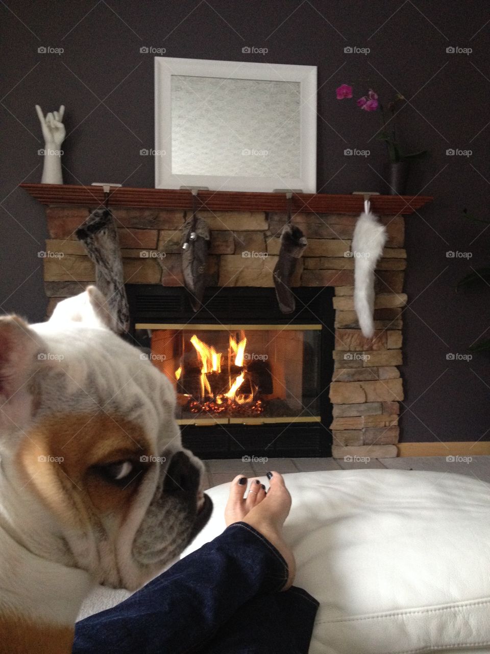 Sweet baby bully waiting on Santa 