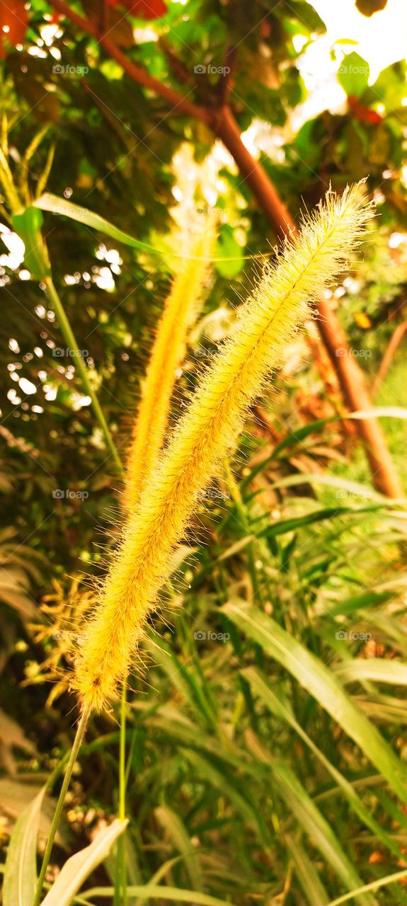 Fountain grass with it's panicle looking fantastic.
