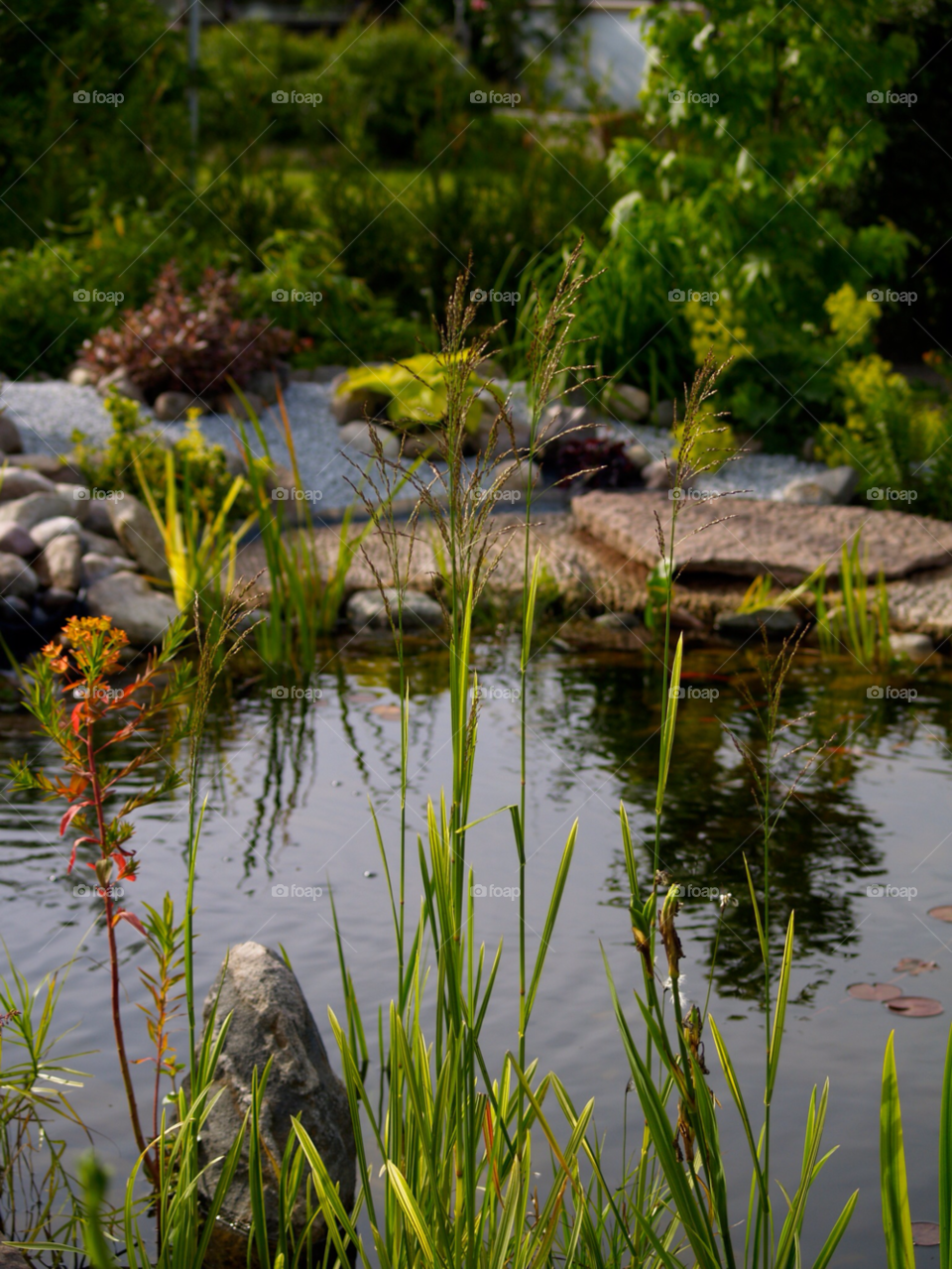 pond damm summer geen by kalubro