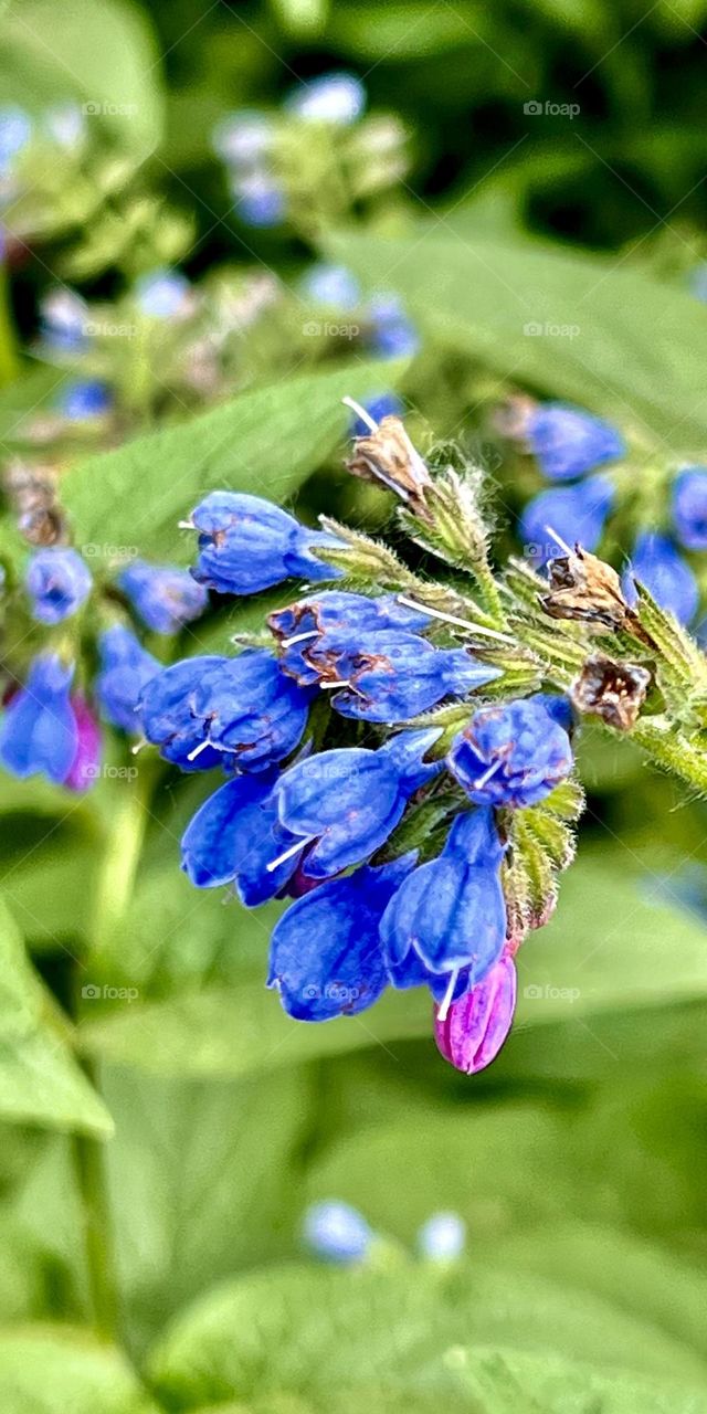 A stately plant set with leafy branching stems, each weighted with drooping clusters of dark ruby-red buds opening intense gentian-blue bell-like flowers. For retentive soil, sun, or part shade. Best cut down after flowering. 