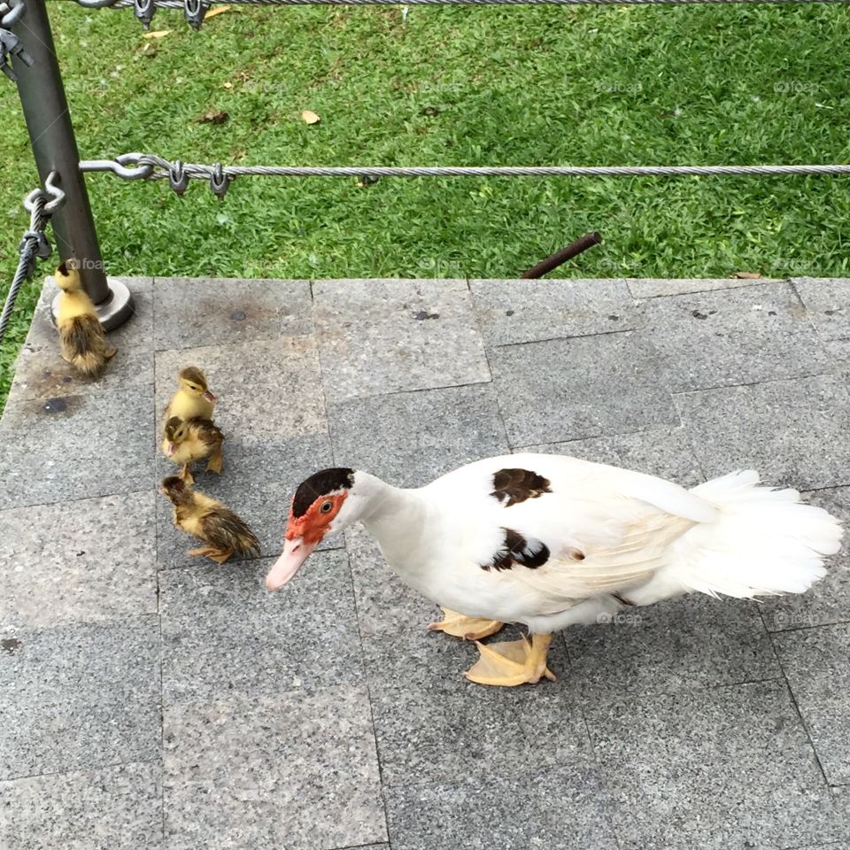 Duck and duckings