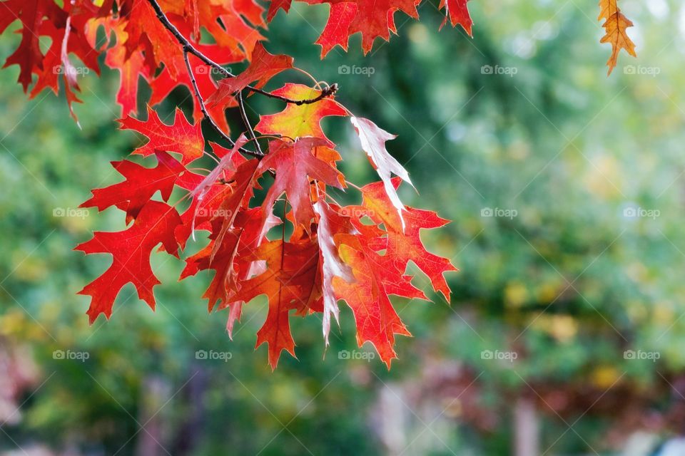 Autumn foliage 