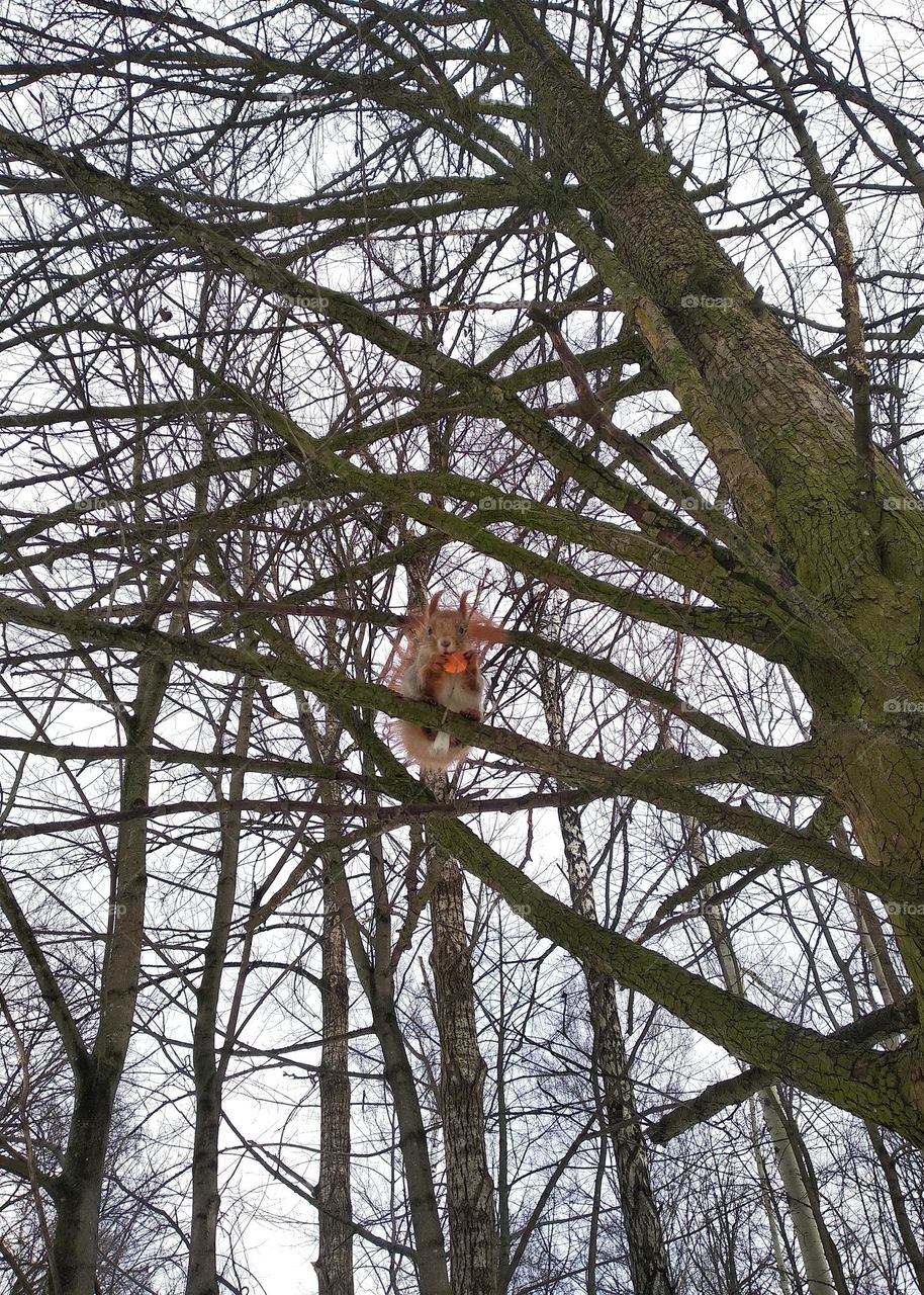 view from the ground squirrel eating carrots sitting on a branch tree