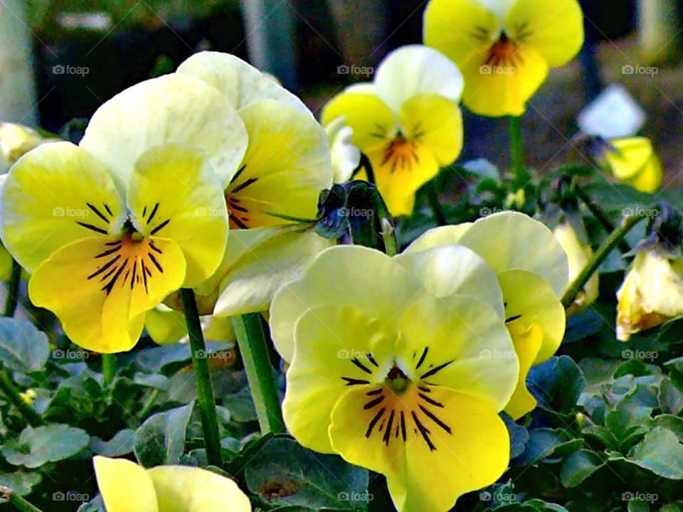 Yellow flower faces