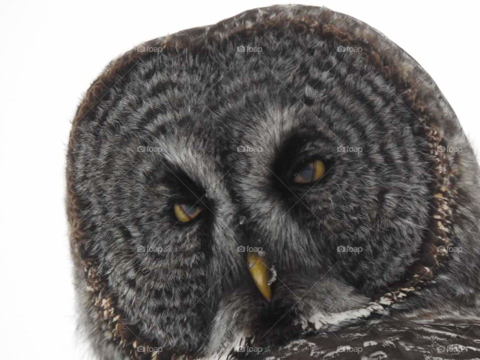 Owl Close Up