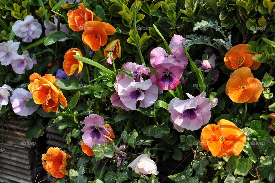 orange flowers