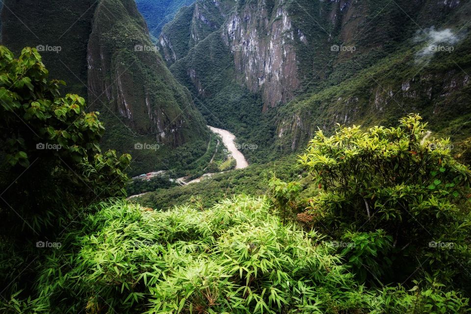 Andes Forest