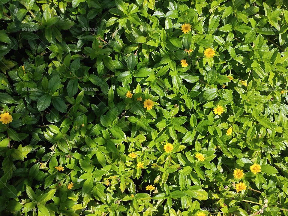 Green plants are always represents freshness and prosperity which motivate us to live happily