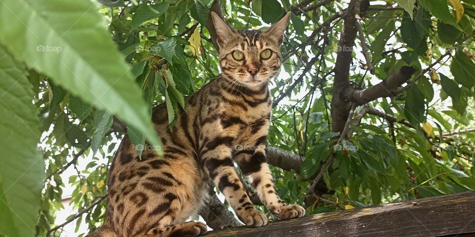 cat beautiful portrait outdoor