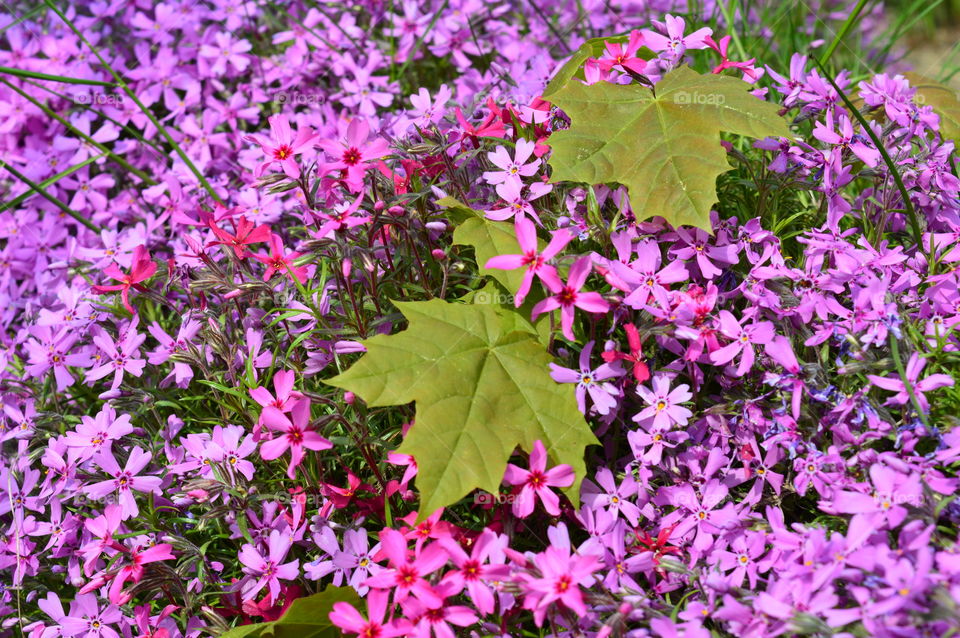 Close-up of flowers