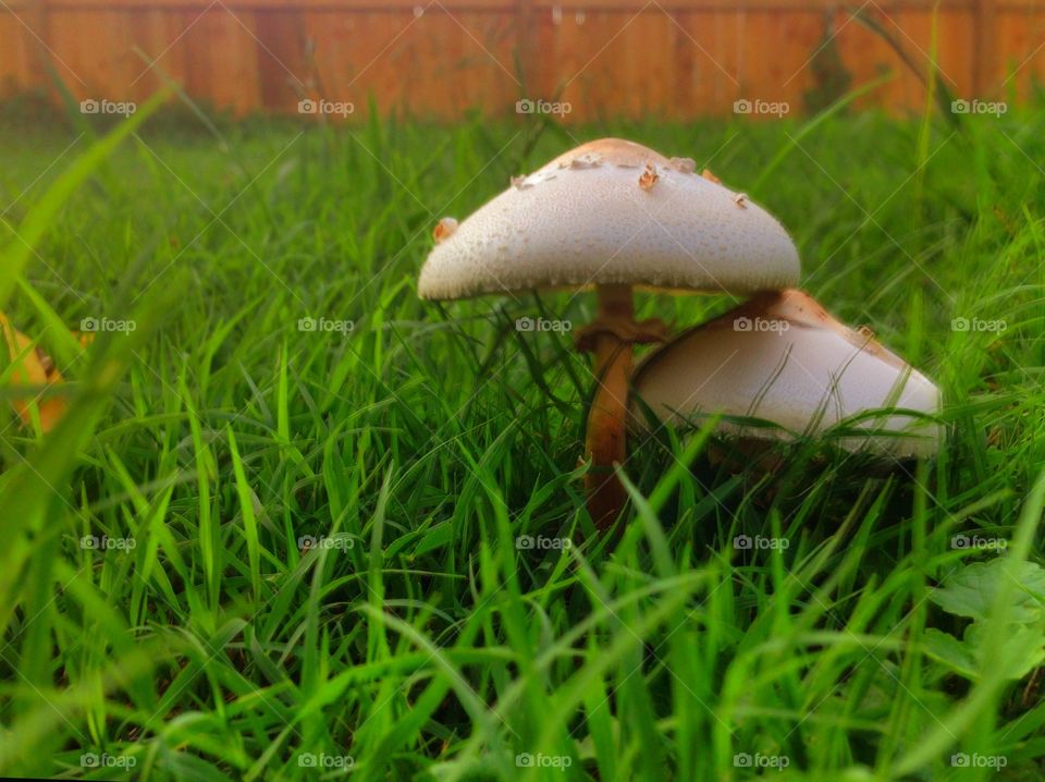 Mushrooms. Common backyard mushroom. 